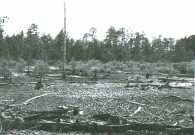 Low Lands