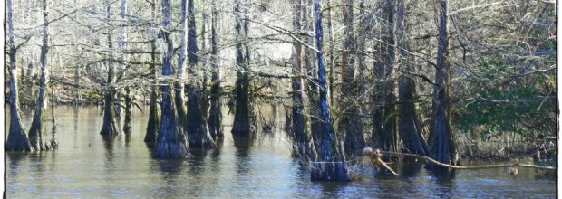 Castor Creek
